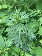 Artemisia indica