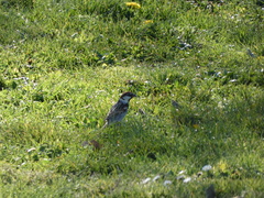 Passer hispaniolensis hispaniolensis