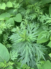 Artemisia indica