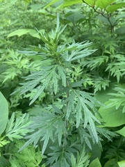 Artemisia indica