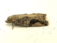 Proteoteras crescentana