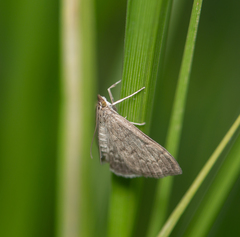 Anania fuscalis