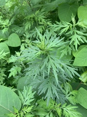 Artemisia indica