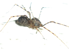 Scytodes longipes