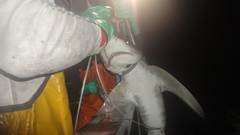 Carcharhinus longimanus