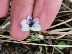 Viola epipsila