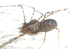Scytodes longipes