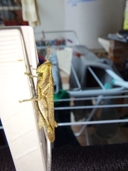Orthoptera