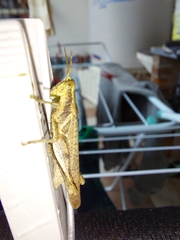 Orthoptera