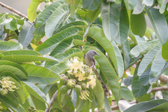 Duabanga grandiflora
