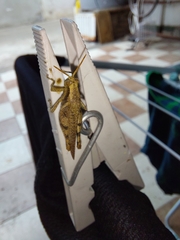 Orthoptera
