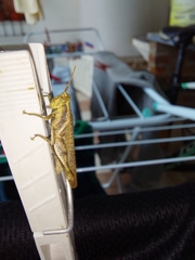 Orthoptera