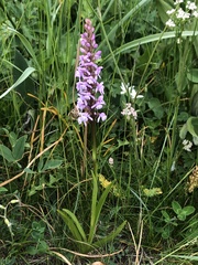 Gymnadenia densiflora