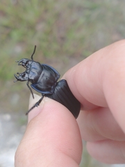 Pasimachus sublaevis