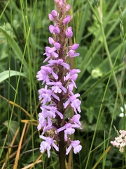 Gymnadenia densiflora
