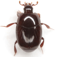 Geomysaprinus formicus