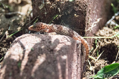 Hemidactylus turcicus