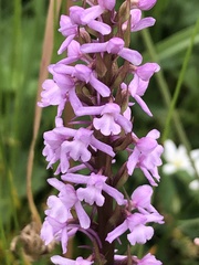 Gymnadenia densiflora
