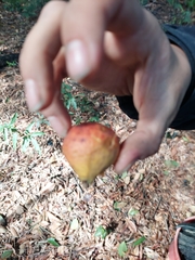 Pouteria gardneriana