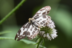 Abraximorpha davidii
