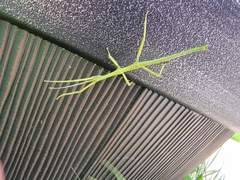 Phasmida