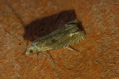Lathronympha strigana