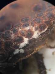 Colletotrichum