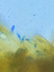 Colletotrichum
