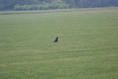 Corvus corone