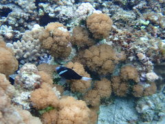 Amphiprion mccullochi
