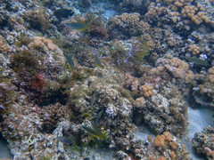 Anampses elegans