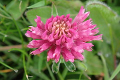 Trifolium pratense