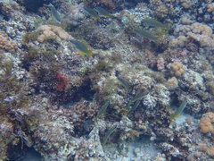 Anampses elegans