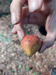 Pouteria gardneriana