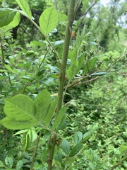 Rosa multiflora