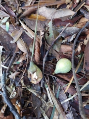 Pouteria gardneriana