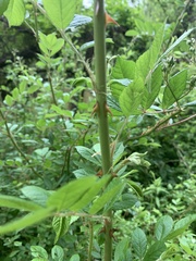 Rosa multiflora