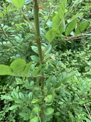 Rosa multiflora