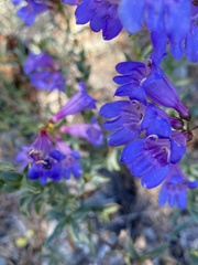 Penstemon azureus