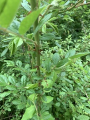 Rosa multiflora