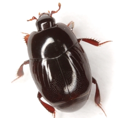 Geomysaprinus formicus