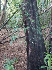 Pouteria gardneriana