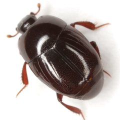 Geomysaprinus formicus