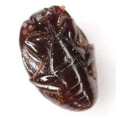 Geomysaprinus formicus