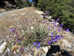 Penstemon azureus