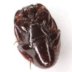 Geomysaprinus formicus