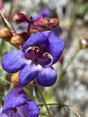Penstemon azureus