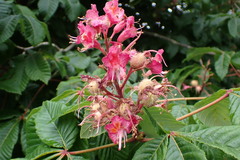 Aesculus × carnea