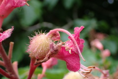 Aesculus × carnea
