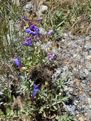 Penstemon azureus